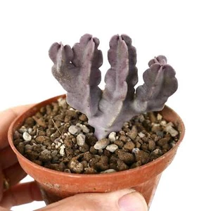 Caralluma flava (multibranched specimen) -  - NO rhytidocaulon whitesloaneana - Imagen 1 de 3