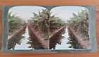 Vicotrian Era Stereoscope Stereoview Cards Rare   Pick From Drop Down Menu
