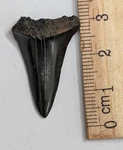 Fossil MEGALODON Shark Tooth (#Z602) - Picture 1 of 1