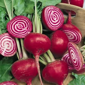 1/4 Lb Chioggia Beet Seeds - Everwilde Farms Mylar Seed Packet - Picture 1 of 2