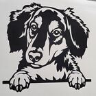 1x Dachshund Dog Decal Vinyl Sticker Window Craft Door Car Van Laptop 5.5x5inch