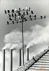 Larger Size Marked Fart Photograph By Alfonz Galbavi, Pigeons W Factory Chimney