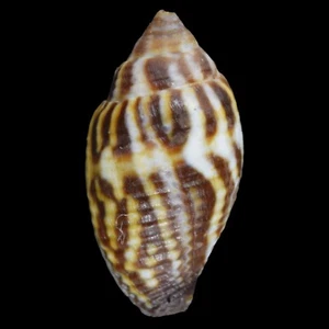 MITRA (Strigatella) RETUSA (Mactan Isl., Philippines) 14.6mm #47676 - Picture 1 of 3