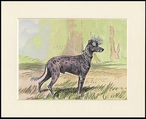 CHINESE CRESTED VINTAGE STYLE DOG PRINT READY MOUNTED - Picture 1 of 1