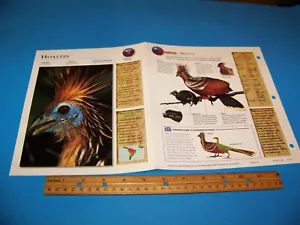 Hoatzin Foto / Informationsseite Wildlife Explorer 1998 - Bild 1 von 3
