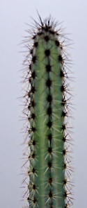 Kakteen – Kaktus – Cereus aethiops - etwa 15cm hoch