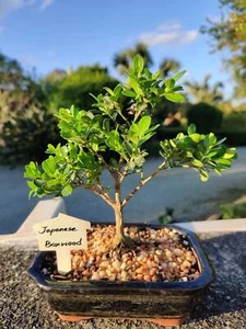 Bonsai japonés de boj de 6" - Imagen 1 de 1