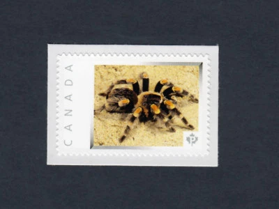 BIRD-EATER TARANTULA =SPIDER arachnid picture postage stamp Canada 2013 [p4i4/2] - Image 1 of 2