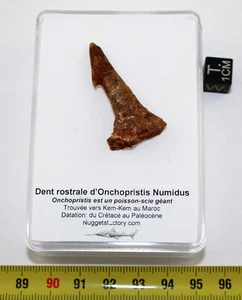 1 Dente Rostrale Fossile Da Squalo Onchopristis Numidus (Marocco - 039) - Picture 1 of 7