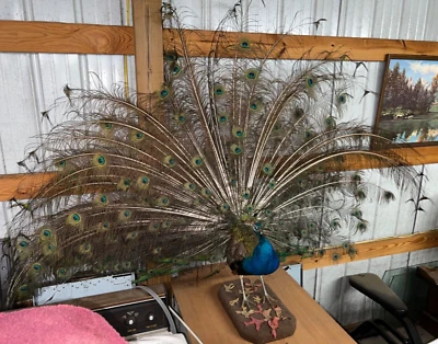 Hermosa Taxidermia Pavo Real Azul Indio - Montaje Grande - DECORACIÓN DE CABINA ALBERGUE Foto 1 de 4