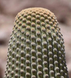 Browningia candelaris SEEDS - rare chilenian cactus - Picture 1 of 7