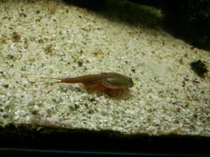 Triops Granarius cangrejos primitivos con aprox. 50 huevos incl. alimento - método de cría - Imagen 1 de 4