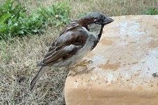 Taxidermy Male House Sparrow Bird Unmounted