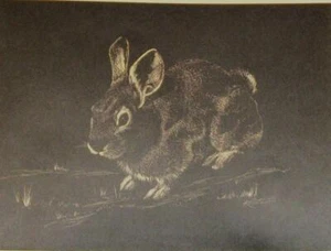 GEORGE KOUNTOUPIS BUNNY RABBIT WILD HARE PRINT SIGNED ART LITHOGRAPH WILDLIFE OK - Picture 1 of 3