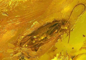 Big Caddisfly and Fly in echtem baltischem Bernstein - sehr schönes Exemplar - Bild 1 von 4