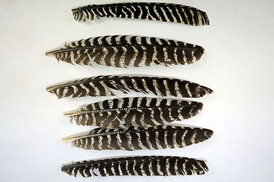 50 - Grade #3 Right Wing Wild Turkey Primary Feathers/Arrow Fletching w/o Quill - Image 1 of 3