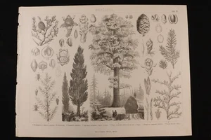 Grabado Botánica Lámina 16 Gras y Cª. Enebro, tejo, y ciprés. Engraving Botany - Imagen 1 de 5