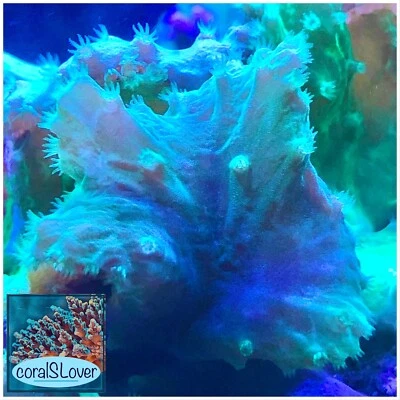 live coral Neon Green Cabbage Leather "coralSLover"