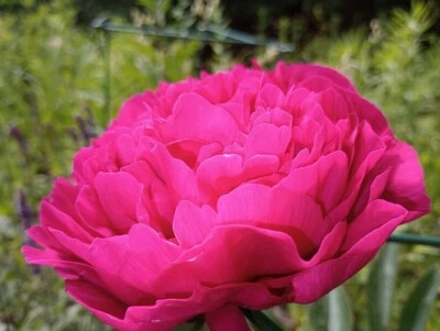 POPPY PEONY COLOUR MIX 200 SEEDS FRAGRANT DOUBLE BLOOMS MIXED COLOURS PAPAVER - Image 1 of 4