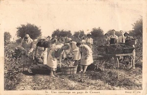 CPA ISRAEL UNE VENDANGE AU PAYS DE CANAAN - Picture 1 of 1