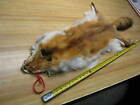 Tanned Red Fox Hide Furs Coats Taxidermy #  0035891 Row A-9