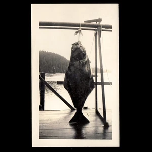 GIGANTIC ENORMOUS FREAK FISH HANGS DEAD & SEA FOOD ~ 1930s FISHING PHOTO - Imagen 1 de 1