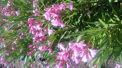 PLANTAS PACK 2 ADELFAS PARA SETO DE 80/90 CMS. DE ALTURA - Imagen 1 de 4