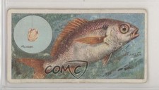 1924 ITC of Canada Fish & Bait Tobacco C11 The Sea Bream #48 z6d