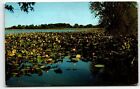 Lotus Lily Pads In Bloom On Pond Amana Iowa Postcard Highway 220 Ia Unp
