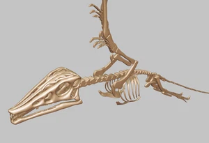 3d printed Eudimorphodon , flying reptile skeleton model dinosaur 1:1 - Picture 1 of 4