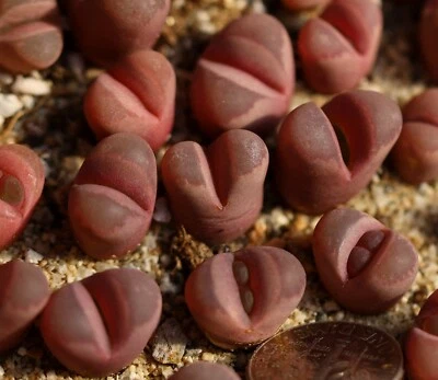 Plant -one-Lithops optica 'rubra' C81A - Image 1 of 4