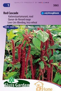 Red Cascade Cat's Tail Amaranth Red Seeds - Picture 1 of 2