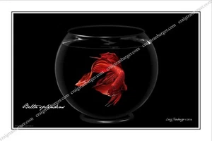 Betta,splendens,Betta splendens,Siamese,fighting,fish,bowl,aquarium,tropical,Red - Picture 1 of 2
