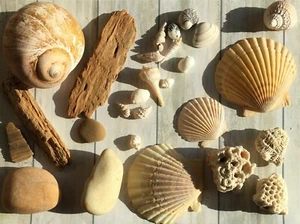 Muscheln Koralle Jakobsmuschel Treibholz Strand Steine neutraler Ton Hochzeit Basteln - Bild 1 von 8