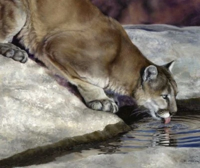 Mountain Lion Cougar Drinking Digital Cotton Quilting Panel Wild & Playful - Image 1 of 2