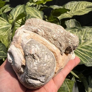 1374 gr SELTENE ECHTE GROBE MASSIVE WEICHTIERE MUSCHEL GASTROPODA JEDES FOSSIL - Bild 1 von 16