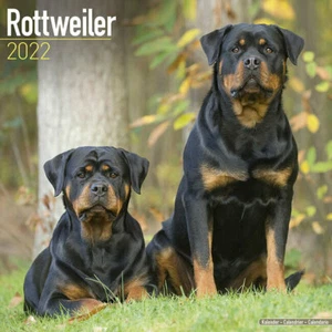 Kalender 2022 - ROTTWEILER - Bild 1 von 2