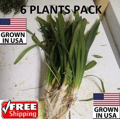 6 Chilensis Broad Leaf plants Easy Aquarium aquascaping planted tank low light