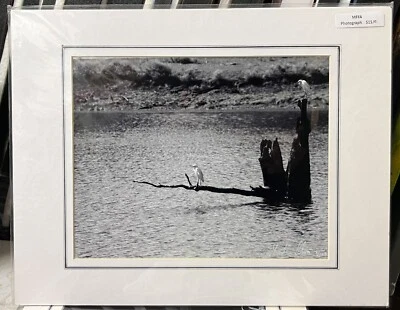 Fotografía mate en blanco y negro firmada 11 x 14 pulgadas aves blancas lago Texas Foto 1 de 2