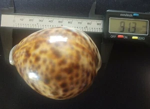 Conchiglia mare Cowrie Cypraea Tigri maculata 91,3 mm 3,59" decorazione spiaggia bellissima - Foto 1 di 7