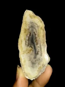¡¡INCREÍBLE AMONITA!! REBANADA DE MADERA PETRIFICADA CORTE FÓSIL, DE JAVA, INDONESIA, 72 MM - Imagen 1 de 6
