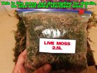 2.5 Litres - Live moss ready for your reptiles/pets!