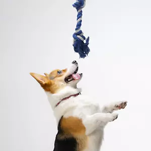 Dog Puppy Toys,Stuffed Plush Squeaky Dog Chew Toys for Small Medium Dogs,6Pcs - Picture 1 of 2