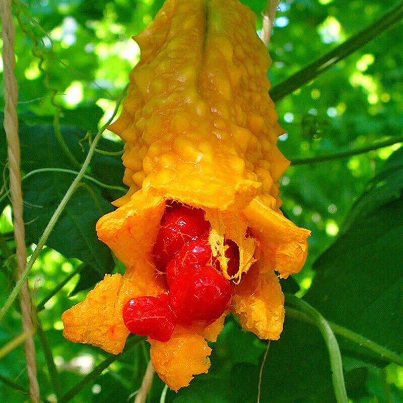 5 GRAINES DE MOMORDICA CHARANTIA-+ CADEAU GRATUIT - Photo 1/1