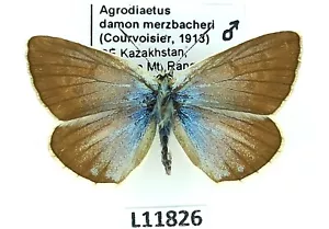 Lycaenidae, Polyommatus damon merzbacheri, macho, A1, Kazajstán - Imagen 1 de 2