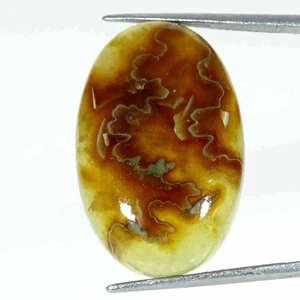 24.50Cts Natural Ammonite Oval Cabochon Loose Gemstone - Picture 1 of 5