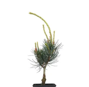 Pinus parviflora - Japanische Weißkiefer | Fünfnadelige Kiefer - Bild 1 von 6
