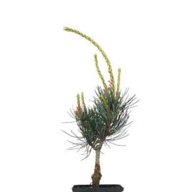 Pinus parviflora - Japanische Weißkiefer | Fünfnadelige Kiefer - Bild 1 von 4