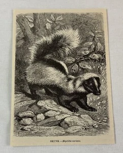 1885 book engraving ~ SKUNK - Picture 1 of 1