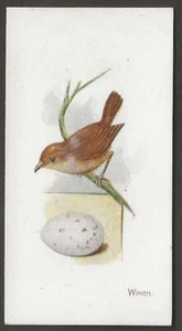 LAMBERT & BUTLER-BIRDS & EGGS 1906-#31- WREN - Picture 1 of 2